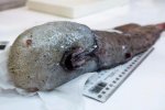 Морські біологи приголомшили світ своєю знахідкою