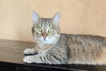 Домашний кот: фото из свободных источников