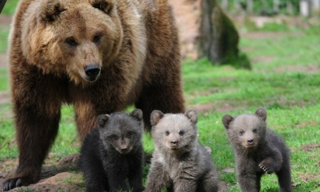 Ведмедиці використовують людей, як живий щит