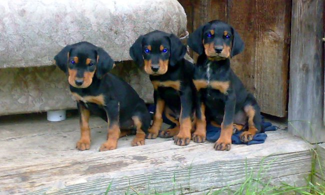 Четырех "девочек" вытащили из мусорного бака в Харькове: видео чудесного спасения