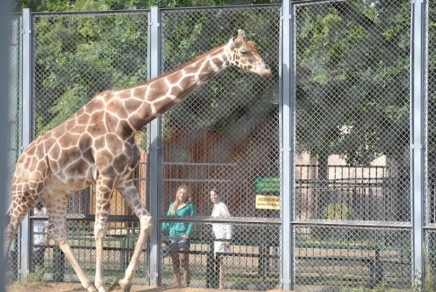 Харківський зоопарк показали в 3D: ось за що Кернес "злупив" мільярди, відео