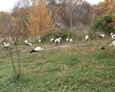 Лелеки / фото : Суспільне Карпати