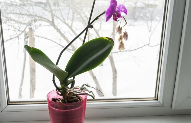 Орхідея, фото orchidea-shop