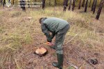 незаконная вырубка деревьев