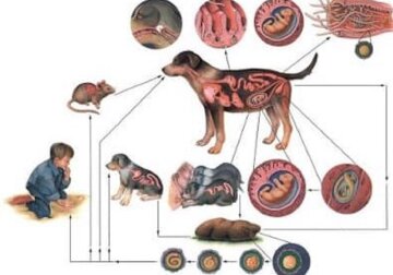 Паразити в організмі. Фото: Facebook