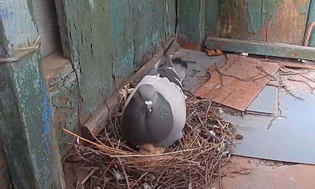Голуби, фото: youtube