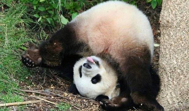 Турботлива мама-панда розчулила користувачів мережі (відео)