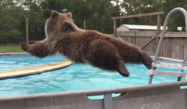 Медведь в бассейне подорвал интернет (видео)