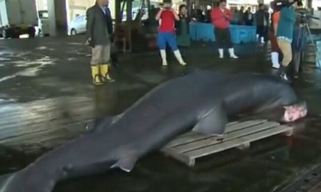 Японські рибалки зловили п'ятиметрову акулу