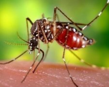 Невиліковний вірус Зіка дійшов до Данії