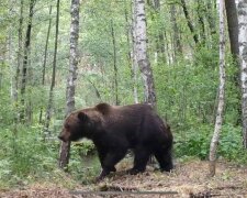 Чорнобиль заполонили ведмеді, рев на всю зону відчуження: "Вперше після аварії"