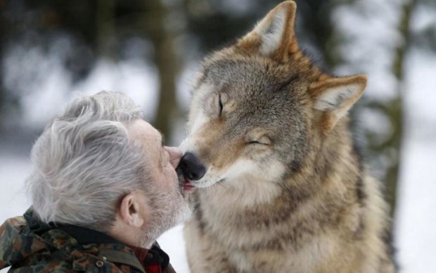 Биологи объяснили, почему волк нам товарищ