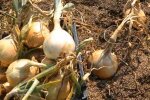 Вирощування цибулі, кадр з відео