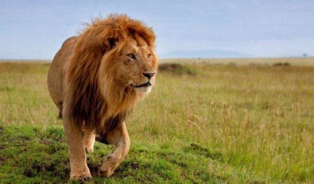Соцмережі шокувало відео, на якому лев напав на дівчинку