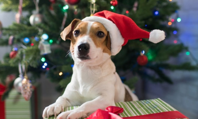 Найкращі меми на 18 грудня: блондинка Меланія Трамп і ображена собака