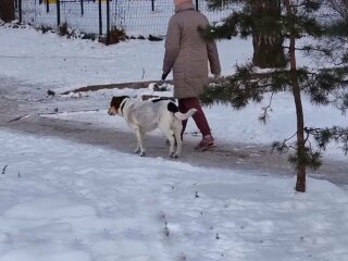 Прогулянка з собакою, фото: скріншот з відео