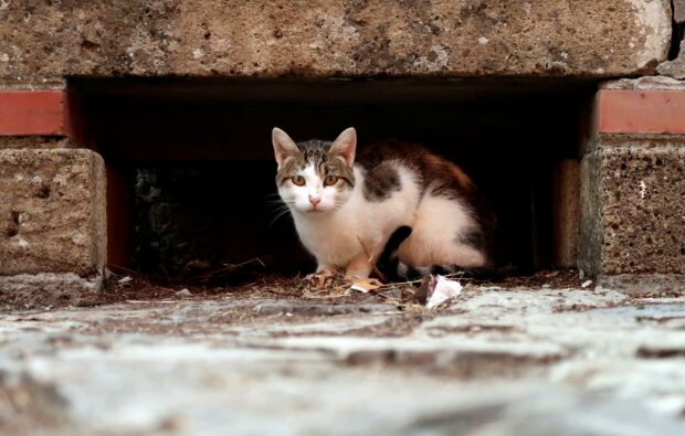 Вуличний кіт, фото: Уніан