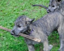 Ветеринари констатували народження феноменальних цуценят