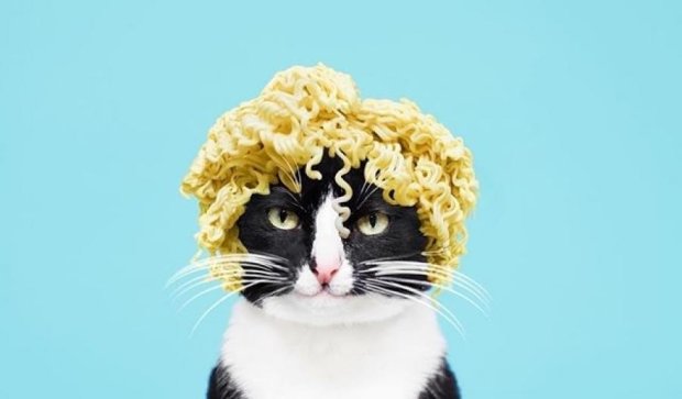 Кішка в їстівних перуках стала зіркою Instagram