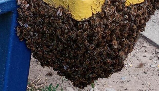 Присіли відпочити: у Харкові рій бджіл облюбував лавку в спальному районі