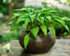 Вазоны. Фото Litolan