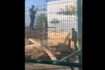 Інцидент в біопарку Одеси, скріншот з відео