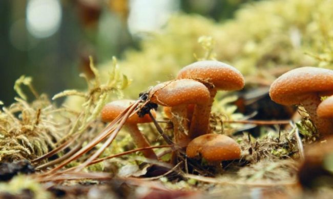 26 серпня: головна особливість цього дня