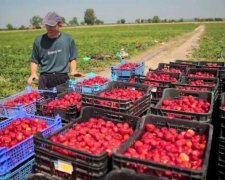 Украинцы массово выезжают в Польшу на заработки