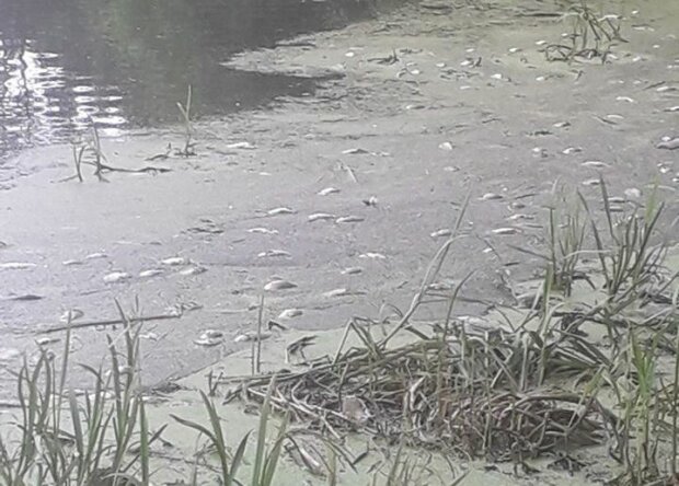 Під Тернополем берег річки усіяний трупами, екологи б'ють на сполох