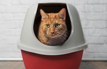 Котик та лоток, кадр з відео