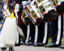 Норвезька гвардія зробила пінгвіна генералом