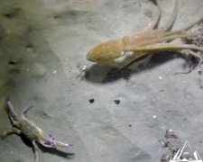 Мережу приголомшила непередбачувана бійка восьминога з крабом