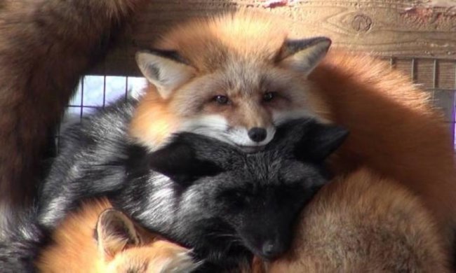 Як шість видів лисиць дружно живуть в одному таборі