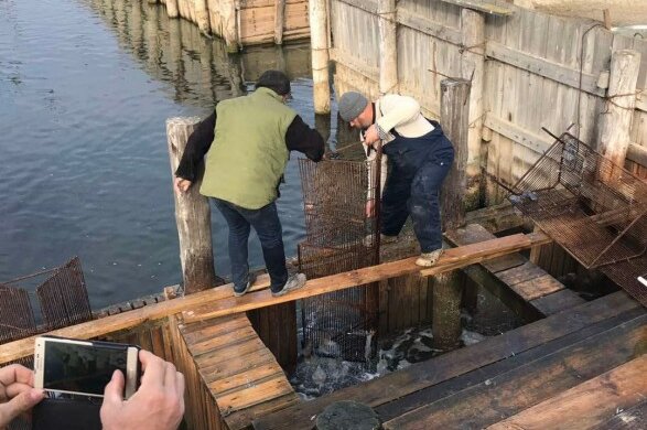 Масштабне браконьєрство в НПП "Тузлівські лимани": Держекоінспекція почала перевірку ТОВ "Інститут морської аквакультури"