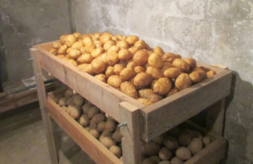 Картошка, изображение из свободных источников