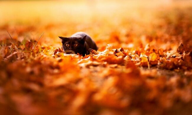 Синоптики розповіли, коли українці відчують осінь