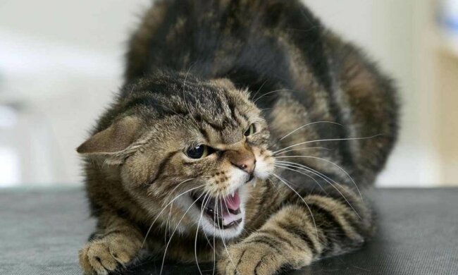 зляканий кіт, ілюстративне фото з вільних джерел