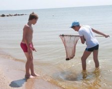 Купол зі щупальцями та жалом: небезпечні істоти відвойовують пляжі Азовського моря
