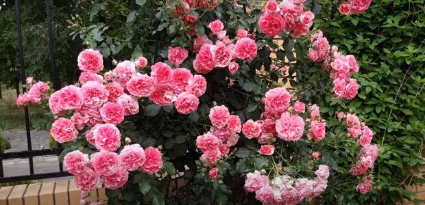 "Соседи" для роз: возле каких растений лучше не сажать цветок
