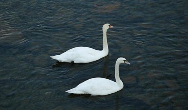 Белые лебеди поселились на реке Уж (фото)
