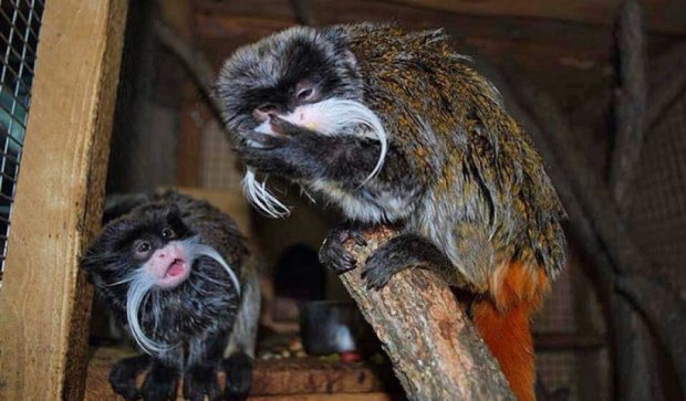 Усатые обезьянки поселились в Ровенском зоопарке (фото)
