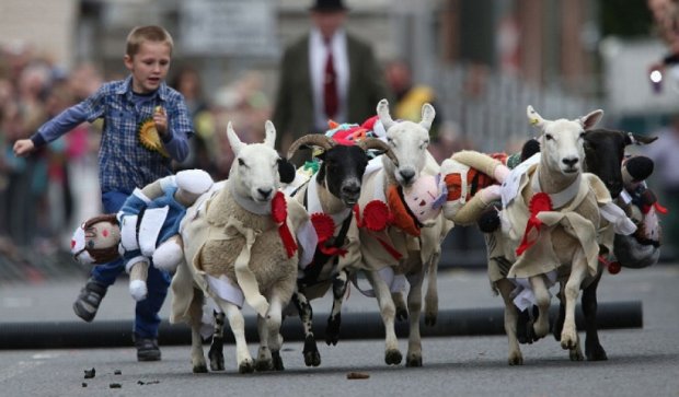 Как овцы в Шотландии наперегонки бегали (видео)