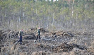 Ради янтаря копатели уничтоили 5 га леса