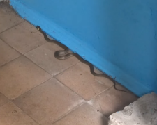 Змія у під'їзді будинку. Фото: скрін youtube