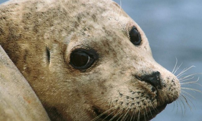 Тюлень жестко отхлестал туриста осьминогом: видео