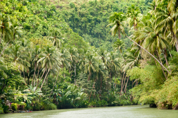 джунгли амазонки