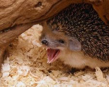 Дістало: стомлені анексією кримські їжаки вийшли на стежку війни