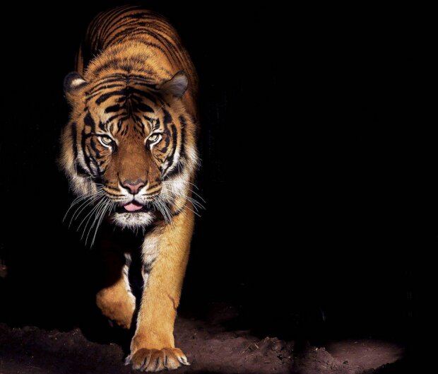 Невловимий тигр-кілер вже майже рік убиває людей і ховається в лісі