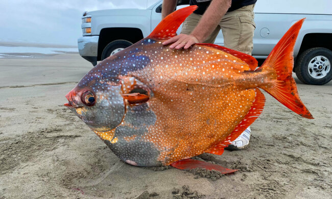 риба-опах, фото: Seaside Aquarium / Facebook