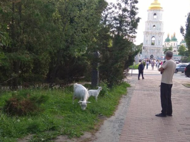 По Киеву разгуливают "рогатые террористки": веганы, отдайте траву